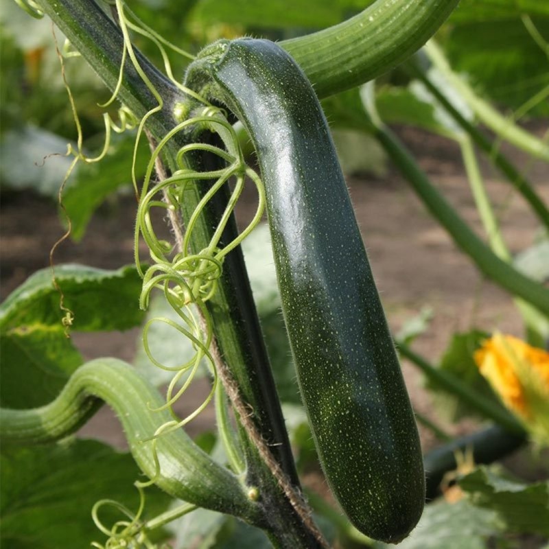 Klimcourgette ‘Ola Escaladora’, Cucurbita pepo -zaden- Klimcourgette ‘Ola Escaladora’, Cucurbita pepo -zaden-