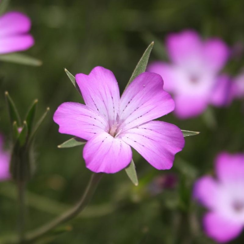 Bolderik, Agrostemma githago -zaden-