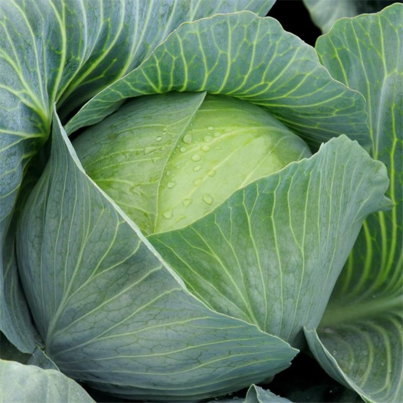 Witte kool 'Impala F1', Brassica oleracea -zaden- Witte kool 'Impala F1', Brassica oleracea -zaden-