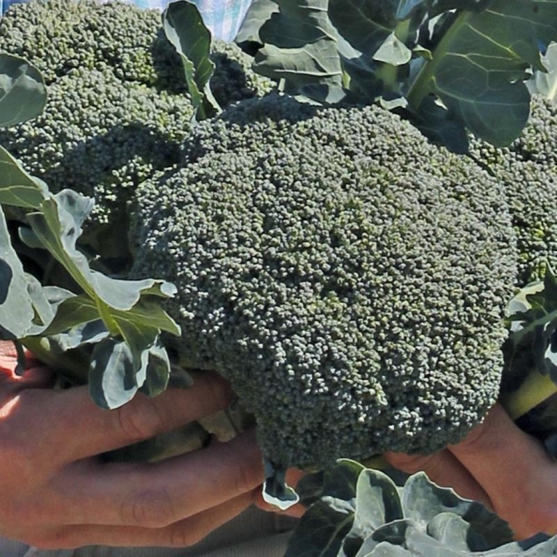 Broccoli 'Covina F1', Brassica oleracea -zaden- Broccoli 'Covina F1', Brassica oleracea -zaden-