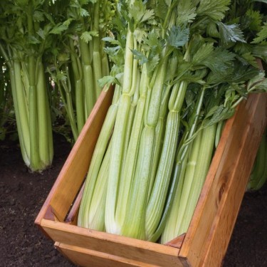Bleekselderij 'Mambo F1', Apium graveolens -zaden-