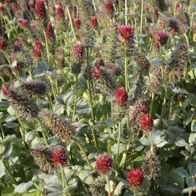 Trifolium incarnatum, Inkarnaatklaver -zaden- Trifolium incarnatum, Inkarnaatklaver -zaden-