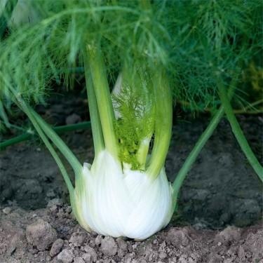 Knolvenkel 'Solaris F1', Foeniculum vulgare -zaden-