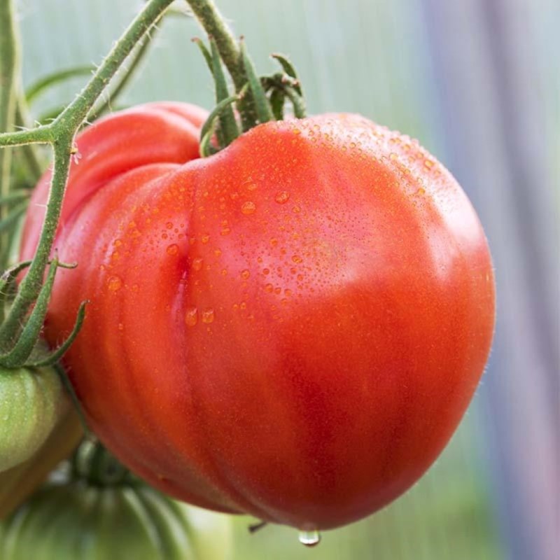 Vleestomaat 'Coeur de Boeuf', Solanum lycopersicum -zaden- Vleestomaat 'Coeur de Boeuf', Solanum lycopersicum -zaden-