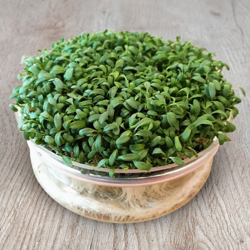 Tuinkers, grootbladig - Kiemgroente, Lepidium sativum -zaden- Tuinkers, grootbladig - Kiemgroente, Lepidium sativum -zaden-