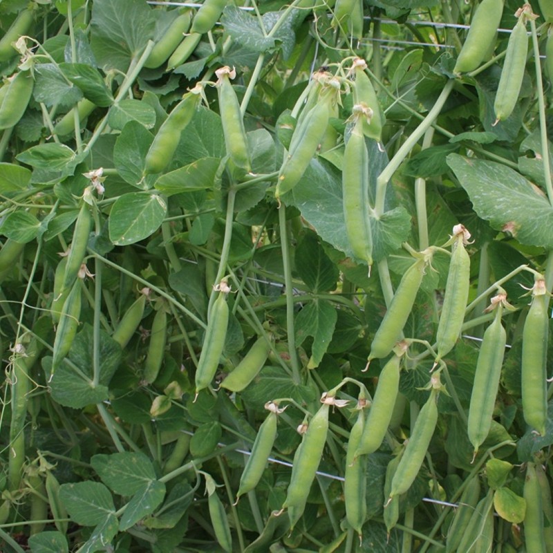 Rijsdoperwt 'Eerste vroege mei' Pisum sativum -zaden- Rijsdoperwt 'Eerste vroege mei' Pisum sativum -zaden-