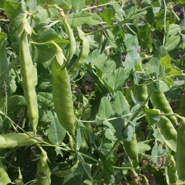 Rijspeul 'Sweet Horizon', Pisum sativum -zaden-