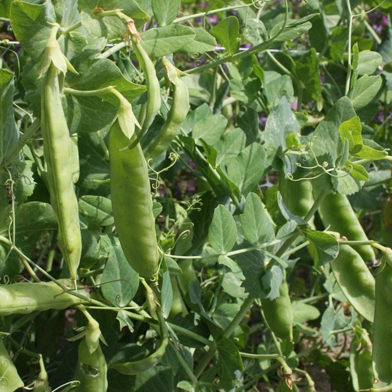 Rijspeul 'Sweet Horizon', Pisum sativum -zaden- Rijspeul 'Sweet Horizon', Pisum sativum -zaden-