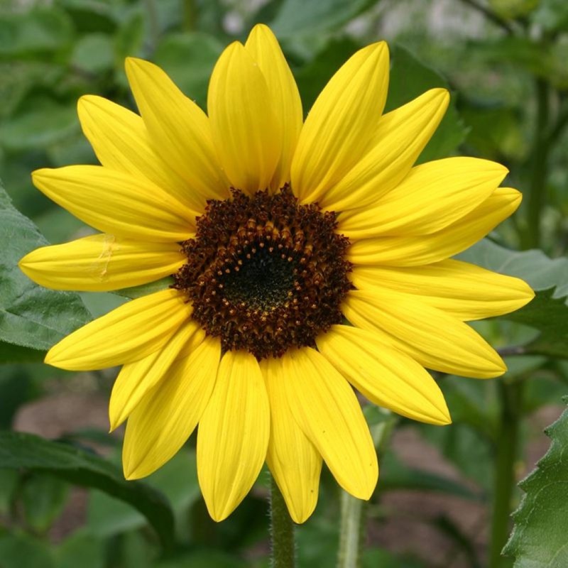 Zonnebloem, middel, geel, Helianthus annuus -zaden- Zonnebloem, middel, geel, Helianthus annuus -zaden-