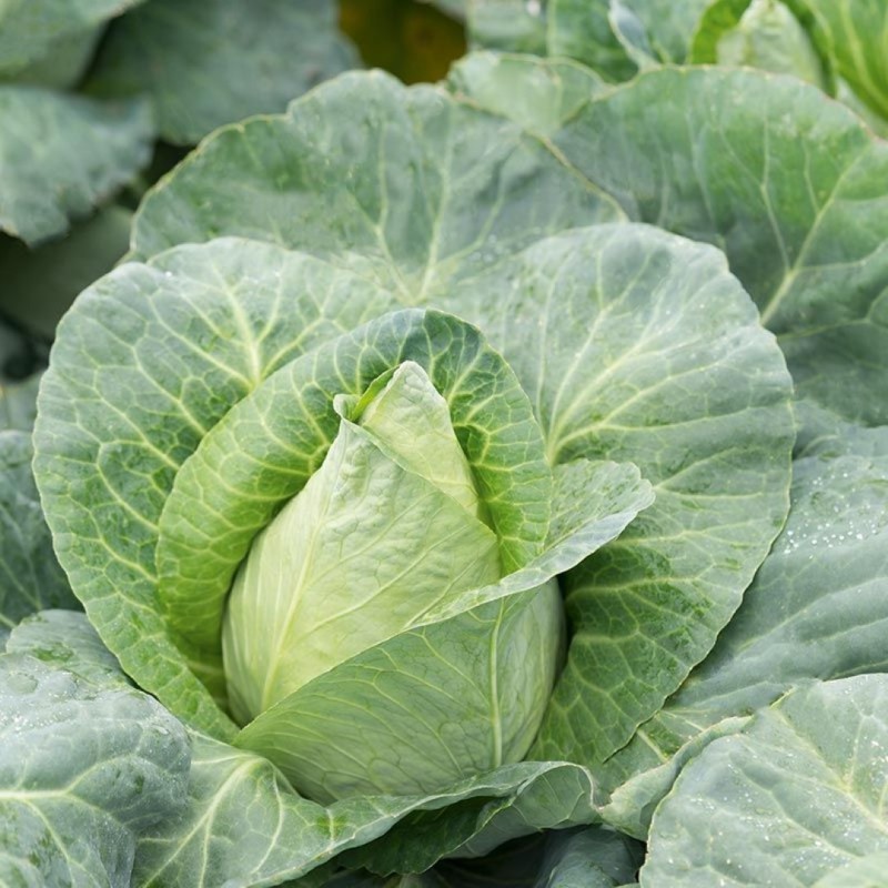 Spitskool 'Caraflex F1', Brassica oleracea -zaden- Spitskool 'Caraflex F1', Brassica oleracea -zaden-