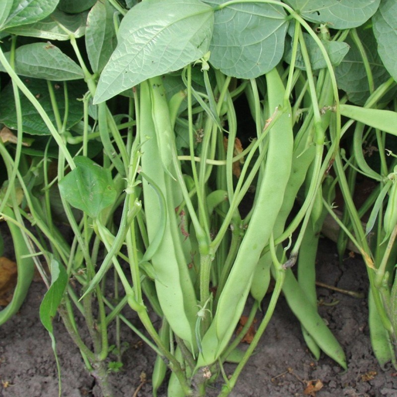 Stamsnijboon 'Nassau', Phaseolus vulgaris -zaden- Stamsnijboon 'Nassau', Phaseolus vulgaris -zaden-