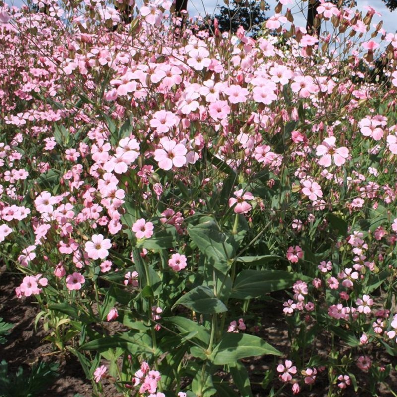 Koekruid, roze, Vaccaria hispanica -zaden- Koekruid, roze, Vaccaria hispanica -zaden-