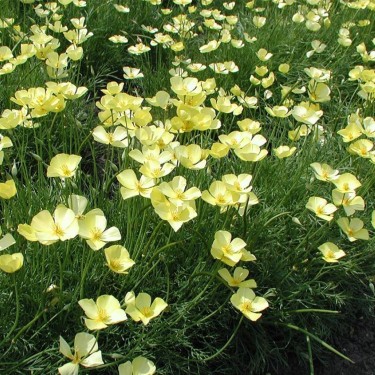 Slaapmutsje, geel, Eschscholzia caespitosa -zaden-