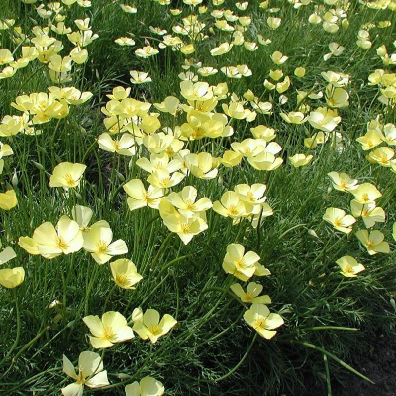 Slaapmutsje, geel, Eschscholzia caespitosa -zaden- Slaapmutsje, geel, Eschscholzia caespitosa -zaden-