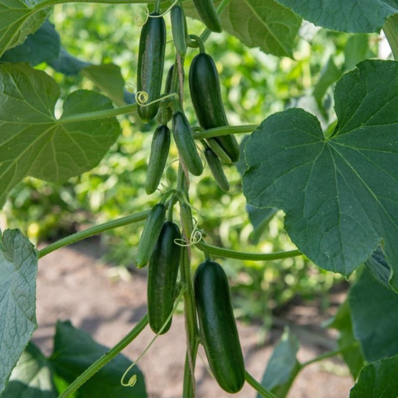 Snack-komkommer 'Kaikura F1', Cucumis sativus -zaden- Snack-komkommer 'Kaikura F1', Cucumis sativus -zaden-