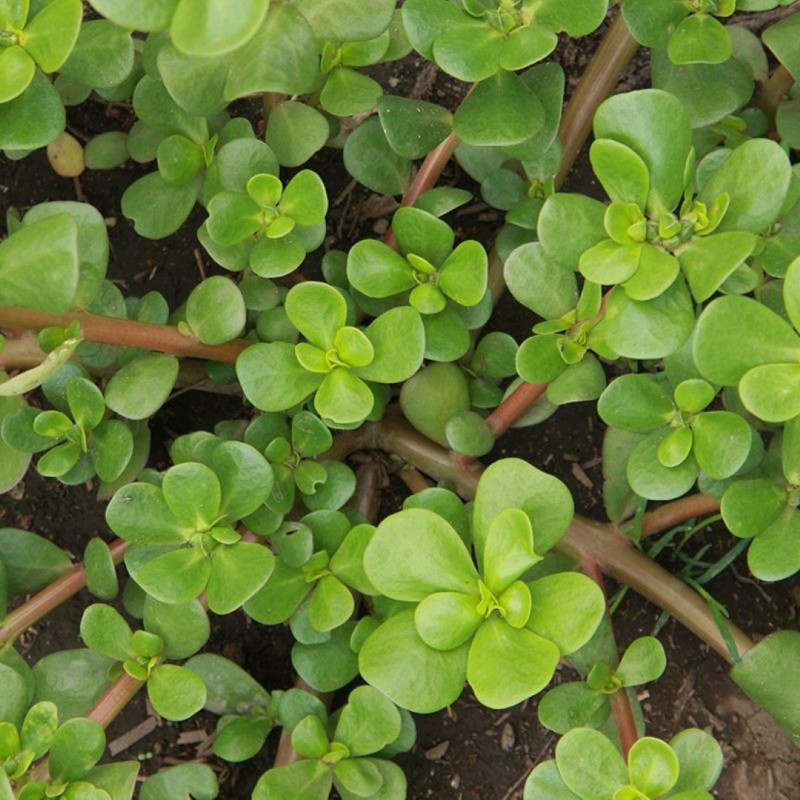 Zomerpostelein, Portulaca oleracea -zaden-