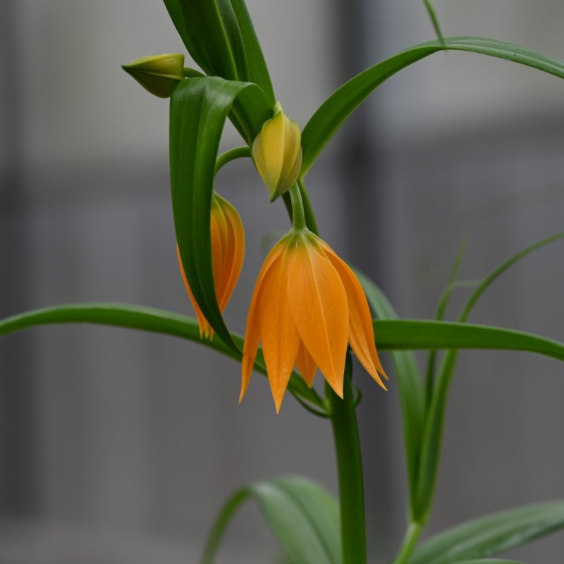 Gloriosa modesta