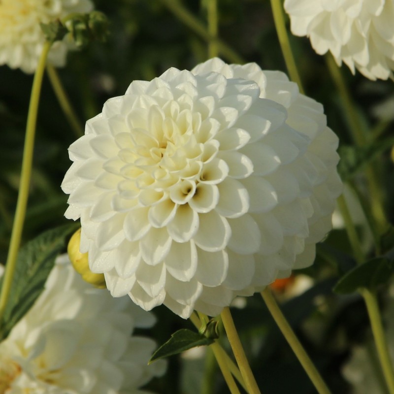 Dahlia 'Boom Boom White' Dahlia 'Boom Boom White'