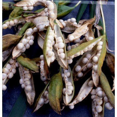 Iris foetidissima 'Fructo Albo'