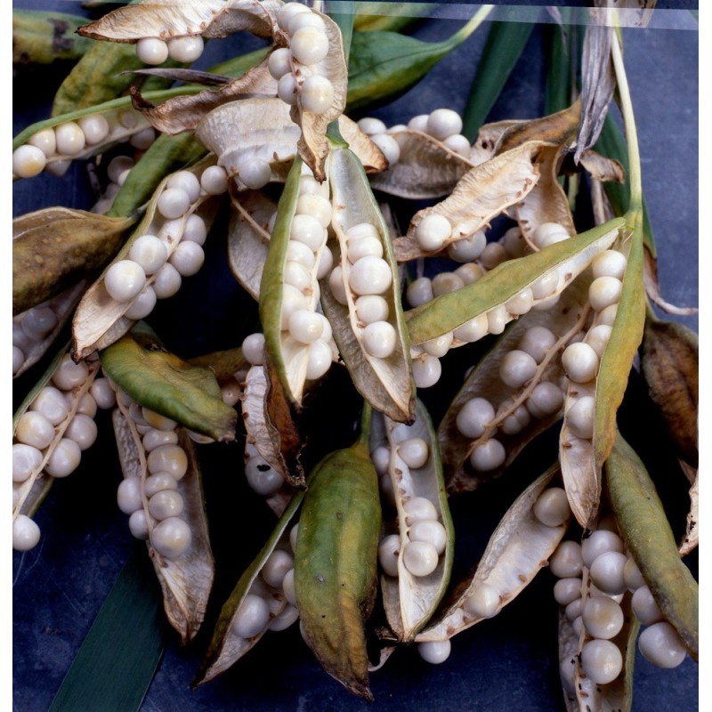 Iris foetidissima 'Fructo Albo' Iris foetidissima 'Fructo Albo'