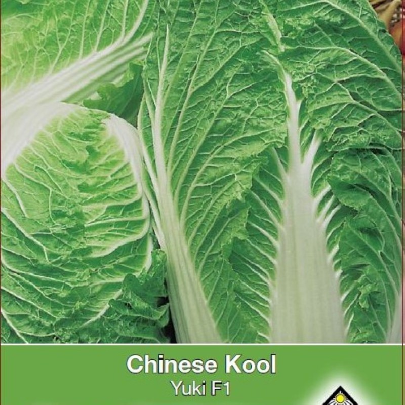 Chinese kool, Brassica pekinensis 'Yuki F1' -zaden- Chinese kool, Brassica pekinensis 'Yuki F1' -zaden-