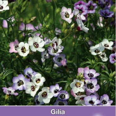 Gilia tricolor 'Felicitas' -zaden- Gilia tricolor 'Felicitas' -zaden-