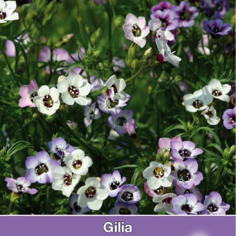 Gilia tricolor 'Felicitas' -zaden- Gilia tricolor 'Felicitas' -zaden-