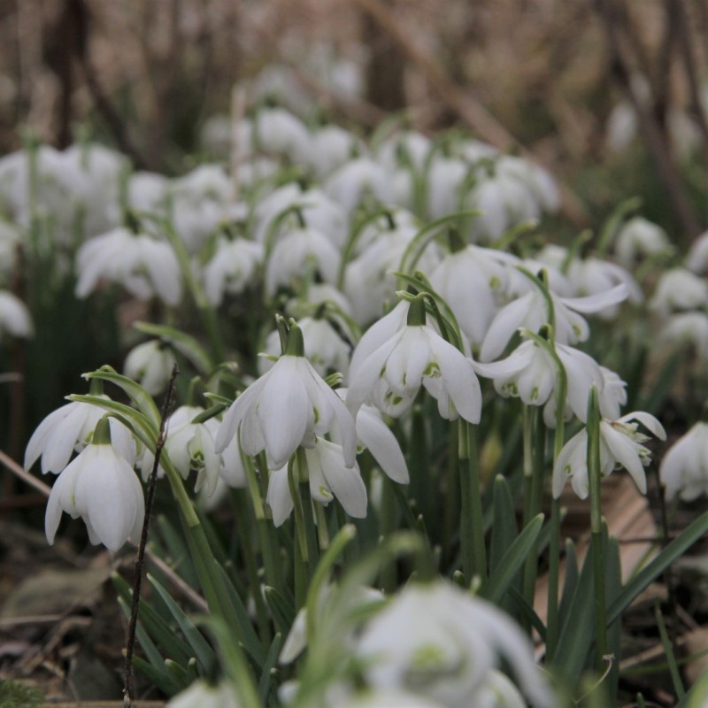 Galanthus 'Flore Pleno' -in the green-