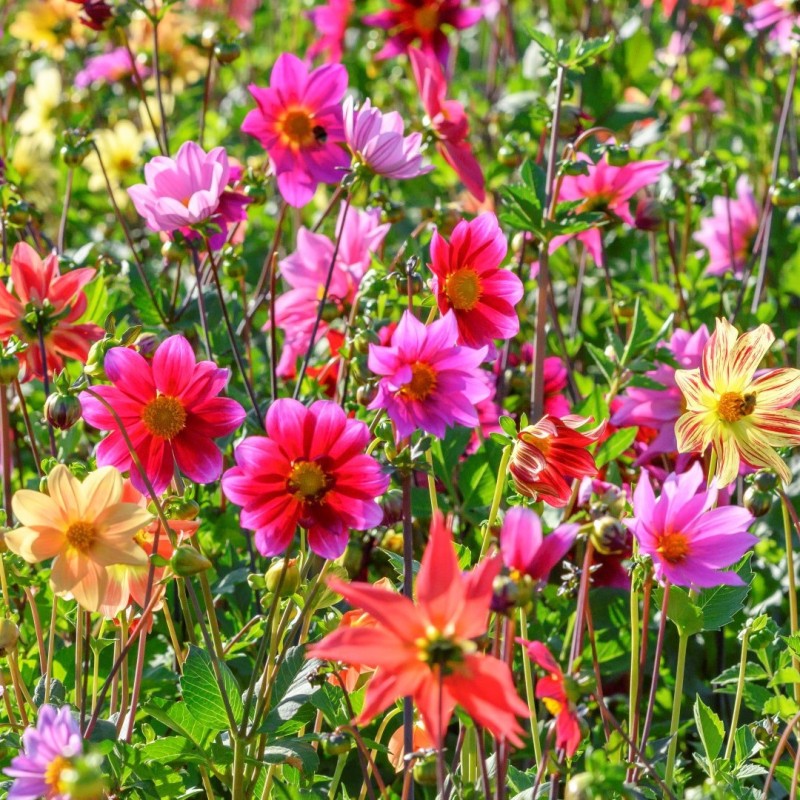 Dahlia 'Bee Friendly Mix' Dahlia 'Bee Friendly Mix'