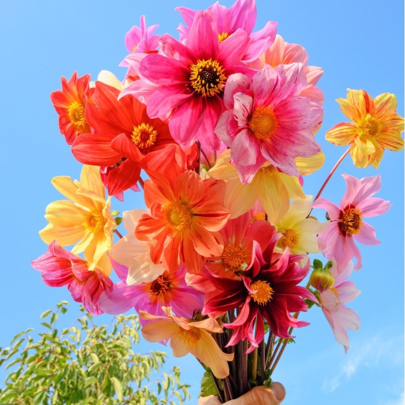 Dahlia 'Bee Friendly Mix' Dahlia 'Bee Friendly Mix'