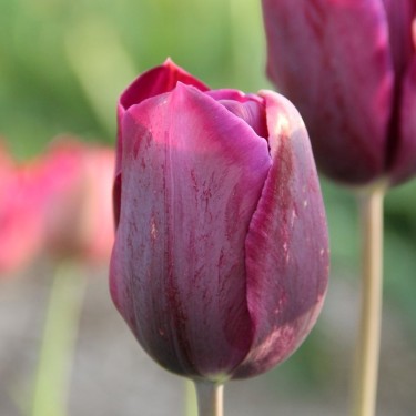 Tulipa 'Bacchus'