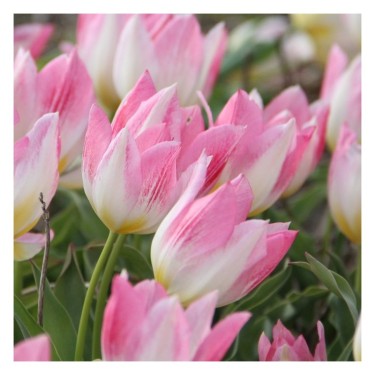Tulipa 'Cottage Maid' Tulipa 'Cottage Maid'