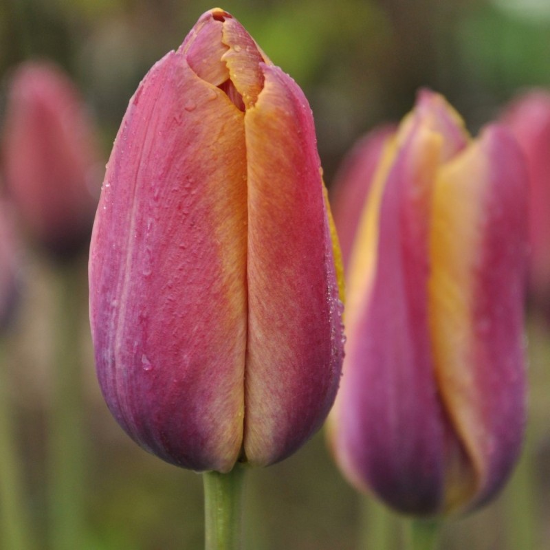 Tulipa 'Je Maintiendrai' Tulipa 'Je Maintiendrai'