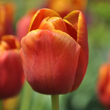 Tulipa 'Maryland'