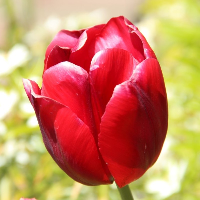 Tulipa 'Thorbecke' Tulipa 'Thorbecke'