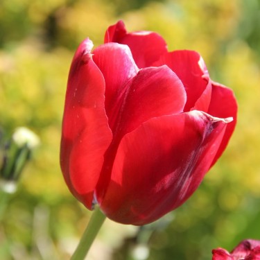 Tulipa 'Thorbecke' Tulipa 'Thorbecke'