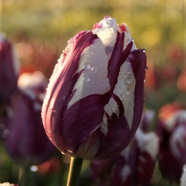 Tulipa 'Striped Sail'