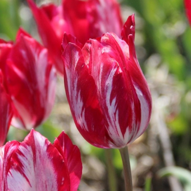Tulipa 'Bridesmaid' Tulipa 'Bridesmaid'