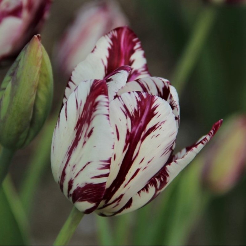 Tulipa 'May-Blossom' -broken- Tulipa 'May-Blossom' -broken-