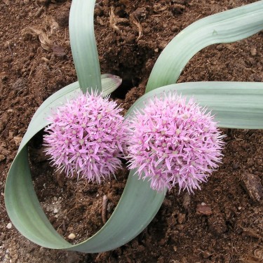 Allium brachyscapum