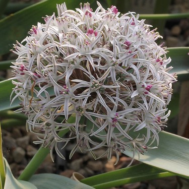Allium breviscapum