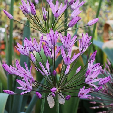 Allium cupuliferum
