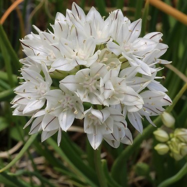Allium haematochiton