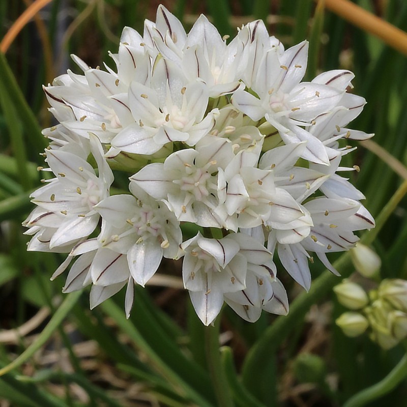 Allium haematochiton