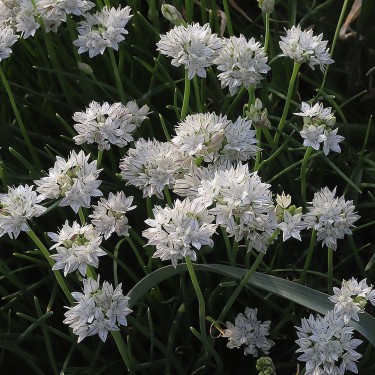 Allium haematochiton