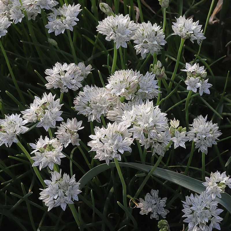 Allium haematochiton