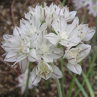 Allium haematochiton