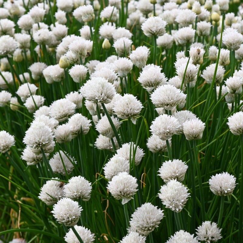 Allium schoenoprasum 'Colesbourne Giant' Allium schoenoprasum 'Colesbourne Giant'