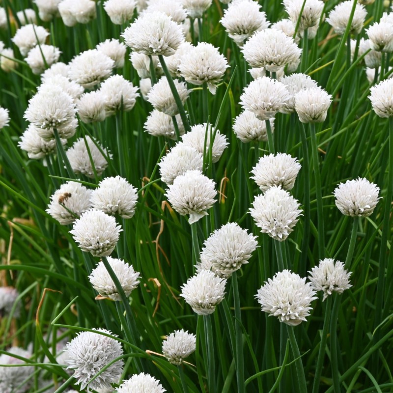 Allium schoenoprasum 'Colesbourne Giant' Allium schoenoprasum 'Colesbourne Giant'