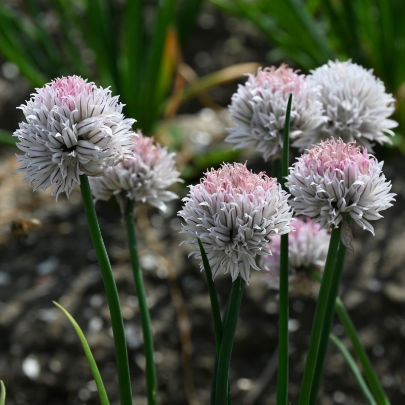 Allium schoenoprasum 'Black Isle Blush' Allium schoenoprasum 'Black Isle Blush'